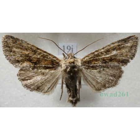 Dryobotodes eremita (Fabricius, 1775) Czech19j